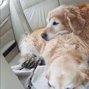 Meet your Posher, Don